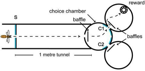 꿀벌도 '수' 차이 한눈에 알아본다