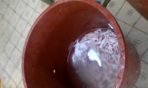 "빨리 빨아!" 상한 생닭 씻어 파는 끔찍 현장