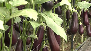 [청주] 일반 4배 크기 '슈퍼 가지' 개발 성공