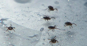 '사망까지'&hellip;진드기 바이러스 피하는 방법은