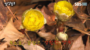 [영상토크] '때이른 봄소식' 복수초&hellip;황금색 꽃망울 '활짝'