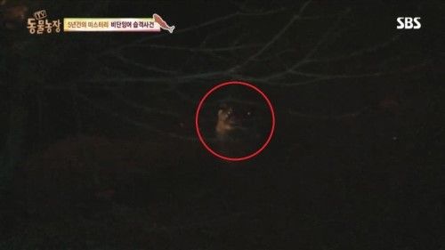 동물농장1