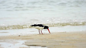 [취재파일] 6차 대멸종이 시작됐다…원인은 인간이다