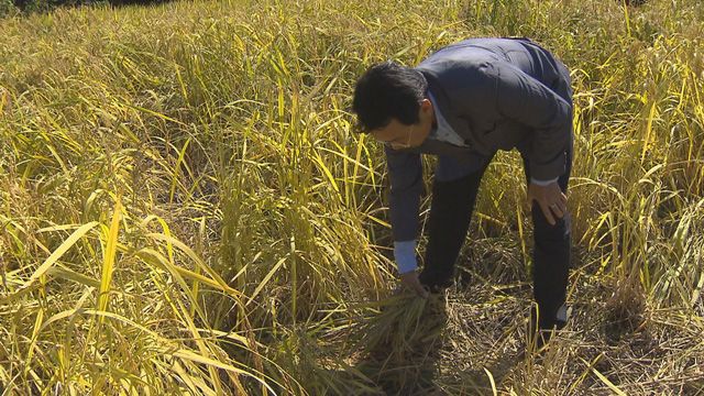 야생동물이 짓밟고 간 논