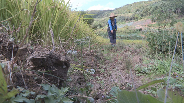 멧돼지가 파헤쳐 사라진 논두렁