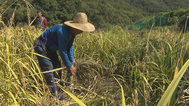 쓰러진 벼를 바라보는 농민