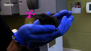 만나서 반가워요…앙증맞은 펭귄 '보위'의 탄생