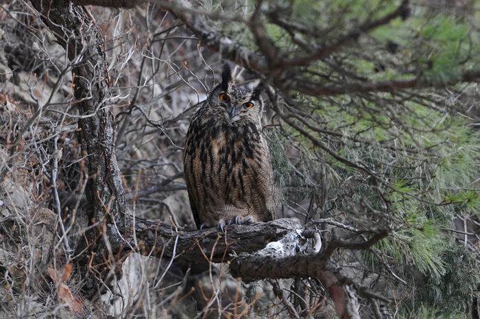 기사 대표 이미지:[취재파일] 멸종위기 수리부엉이, 극성 사진 촬영에 둥지 훼손