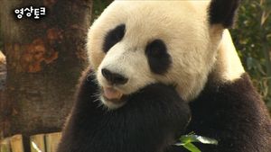 [영상토크] 어슬렁 나타나 밥 먹는 판다&hellip;'아찔한 뒤태'에 눈길