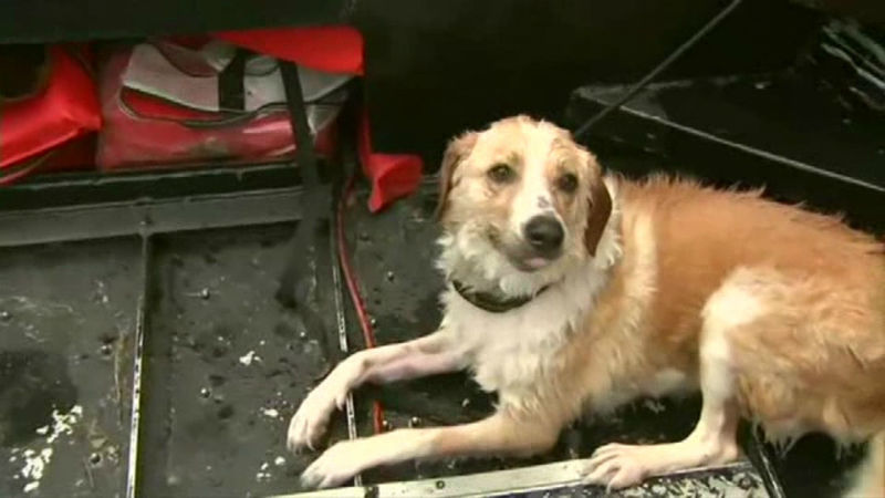 [영상pick] 홍수로 폐허 된 美 텍사스…사슬 묶인 채 물에 빠진 강아지