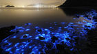 '밤만 되면 형광빛' 신비로운 바다…숨겨진 비밀 