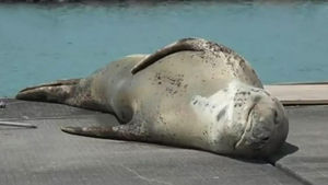 항구에서 '혼자 1년'…일광욕 즐기는 바다표범