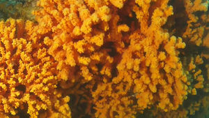 독도서 최대 규모 돌산호 발견…"야생생물 보고"