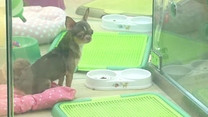 반려동물 판매가격 '천차만별'…최대 6배 차이