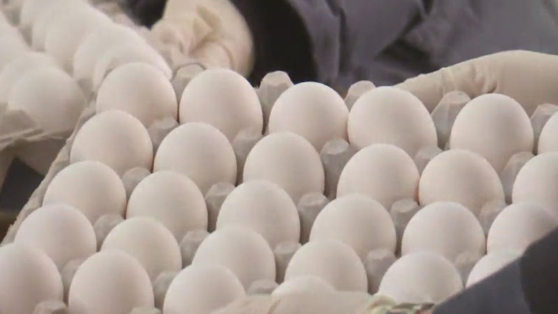 기사 대표 이미지:미국산 계란 100t 국내 도착…다음 주말부터 판매