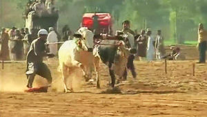 경주대회 출전하려 마사지 받고 비타민 먹는 황소