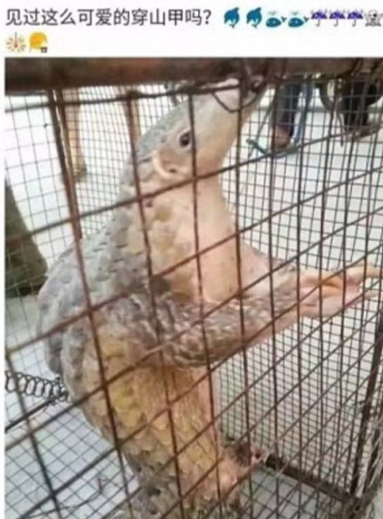 '멸종위기종' 천산갑 요리 SNS에 자랑한 中 여성