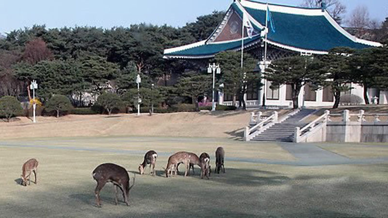 청와대 안 사슴들