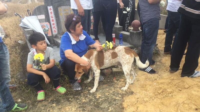 장례 행렬 뒤따르는 반려견…주인에게 건넨 '마지막 인사'