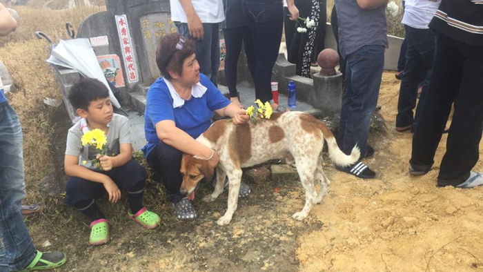장례 행렬 뒤따르는 반려견…주인에게 건넨 '마지막 인사'