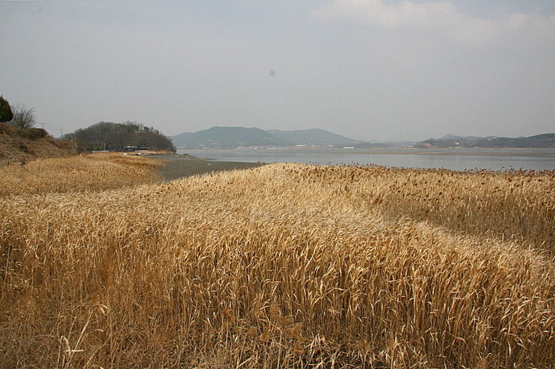 갈대들의 사열을 받으며 걸을 수 있다는 건 분명 행운이다.