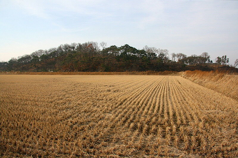 논둑길을 걸으면 과거를 지나는 듯 연민의 마음이 생긴다.