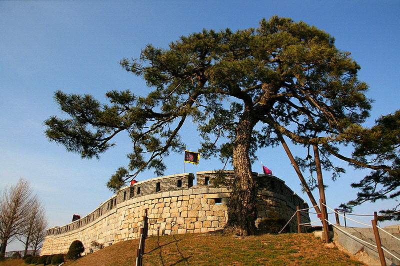 초지진 소나무는 초지돈대 성곽에 기대어 서서 그날의 처참했던 현장을 목격한 유일한 생존자다.