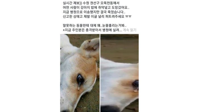 쥐약 개밥 게시물