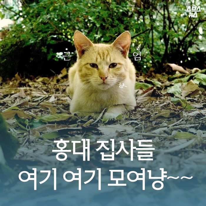메인이미지  1 : 홍대 집사들 여기 여기 모여냥∼∼