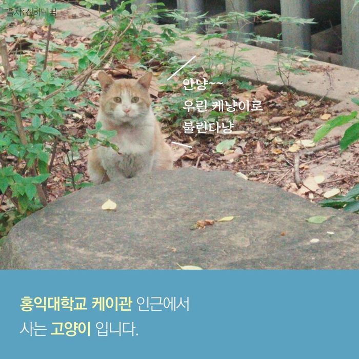 메인이미지  2 : 안냥 우린 케냥이로 불린다냥 
홍익대학교 케이관 인근에서 사는 고양이 입니다.