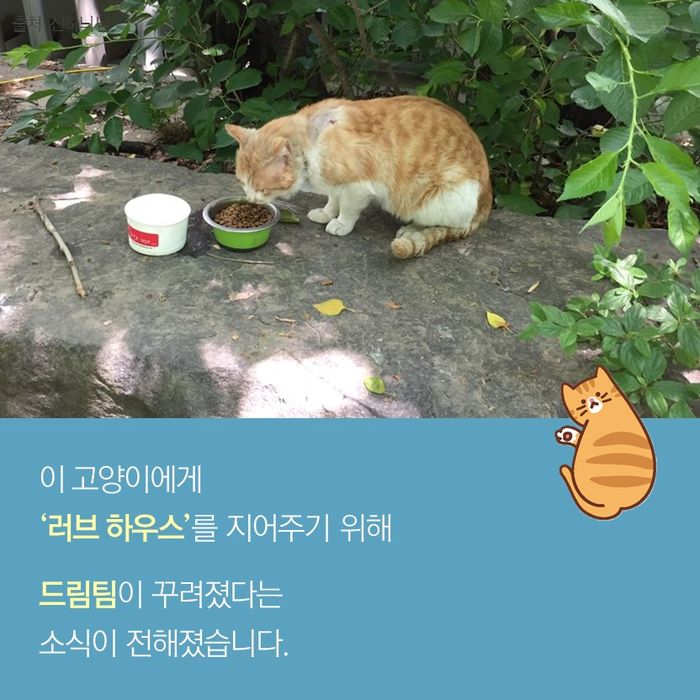 메인이미지  3 : 이 고양이에게
‘러브?하우스’를 지어주기 위해
드림팀이 꾸려졌다는
소식이 전해졌습니다.