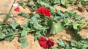 '꽃이 예뻐서?' 아파트에서 양귀비 재배한 60대 덜미