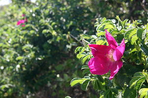 [라이프] 인천 삼형제섬을 걷다 ①