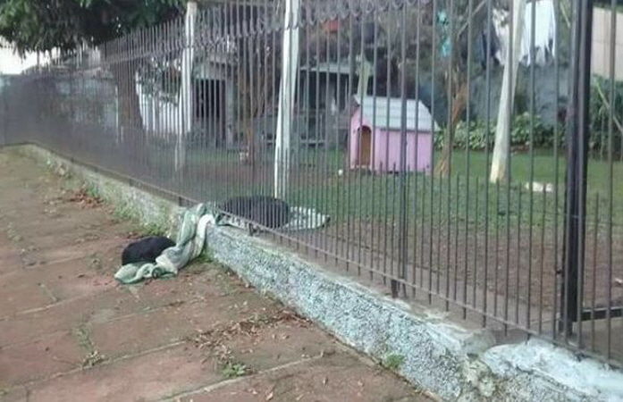 '따뜻한 동지애'…추위 떠는 유기견에게 담요 건넨 개 '뭉클'