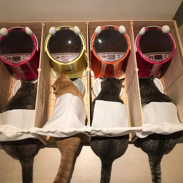 '서로 밥을 뺏어 먹길래
