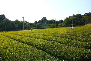 [라이프] 규슈 올레 분투기(奮鬪記) ① - 야메 코스