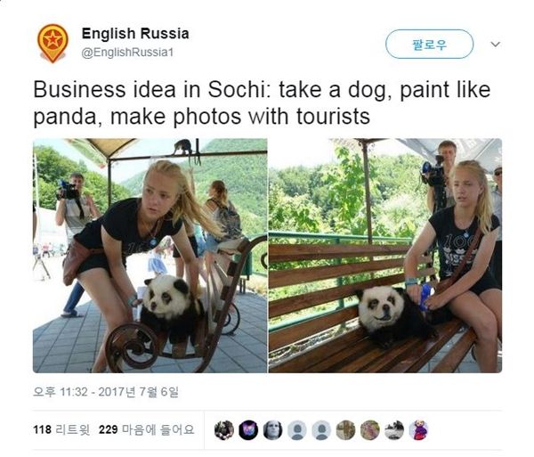 새끼 판다처럼 보이게 차우차우를 염색해서 관광상품으로 이용한 러시아 사람
