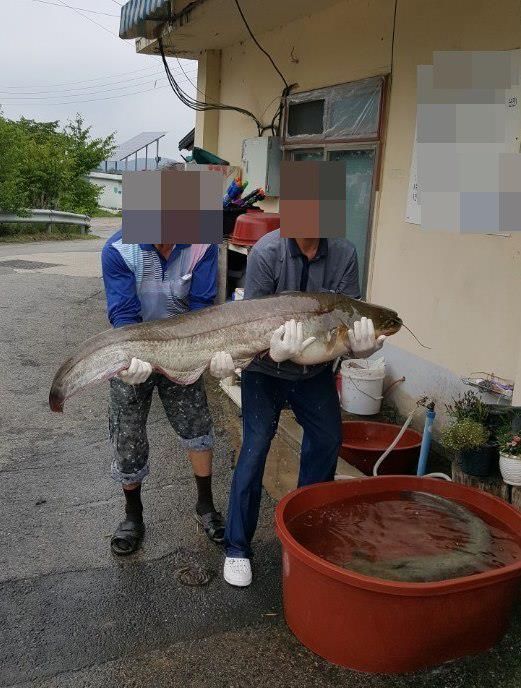 기사 대표 이미지:청주 한 저수지서 1m 넘는 초대형 메기 2마리 잡혀