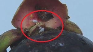 몰래 들여온 열대 과일 살폈더니…각종 벌레 '우글우글'