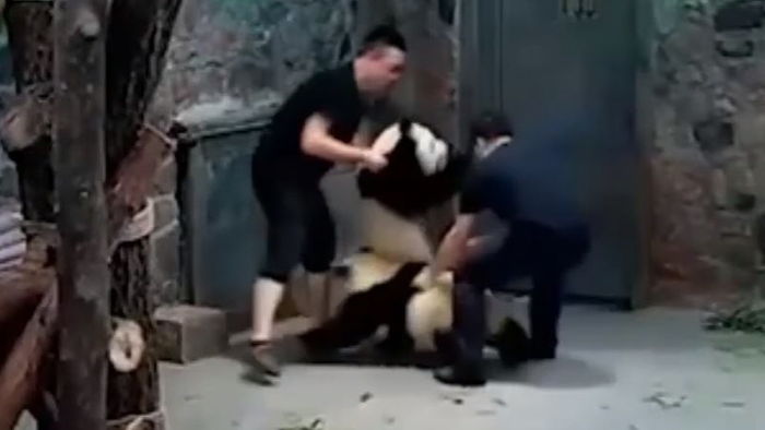 '발로 차고, 내던지고'…中 사육사 아기 판다 학대 논란