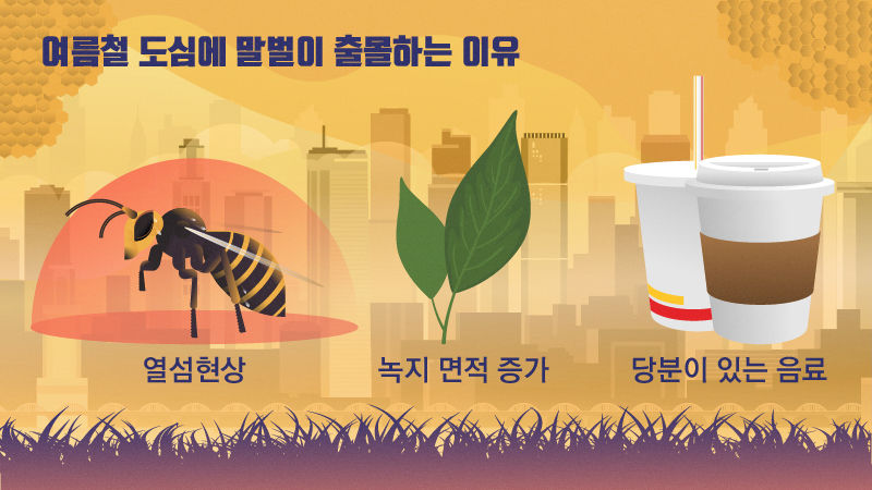 여름철 도심에 말벌이 출몰하는 이유