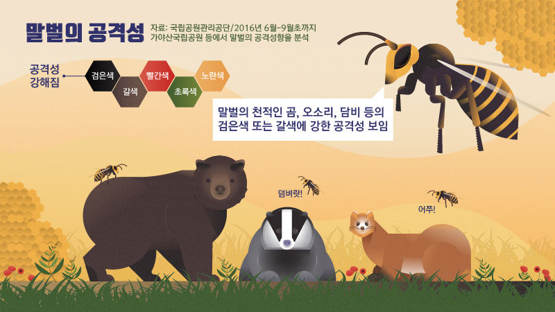 어두운색 좋아하는 말벌
