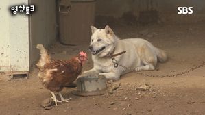 [영상토크] 건강한 닭들이 있는 동물복지 농장을 다녀오다!