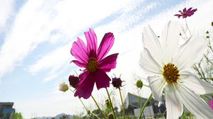 [취재파일] 태풍 '탈림' 밀어내는 전형적인 초가을 날씨…제주도·남해상 영향권