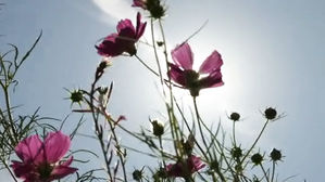 [취재파일] 관측사상 가장 더운 9월 하순, 가을 맞아?…오늘 비 온 뒤 기온 '뚝'!