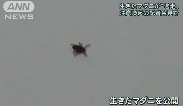 일본 진드기