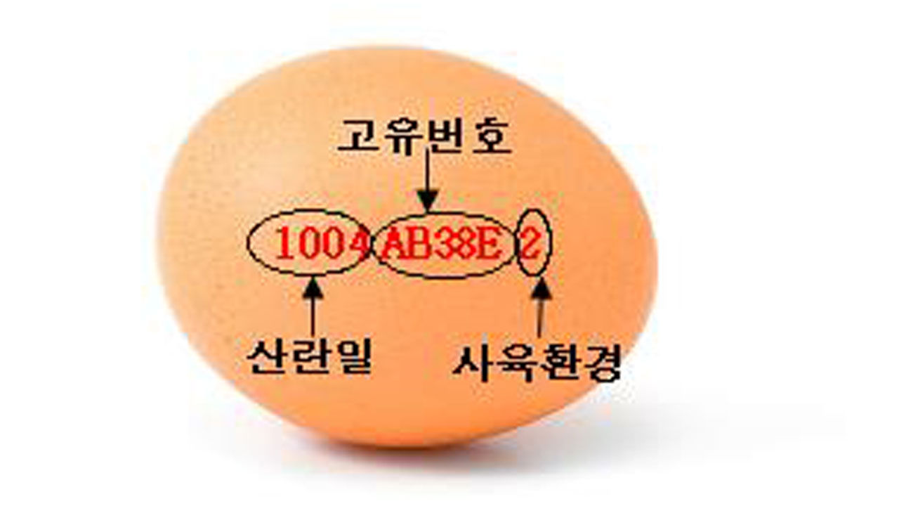 기사 대표 이미지:내달부터 달걀 껍데기에 산란일자·사육환경 표시된다