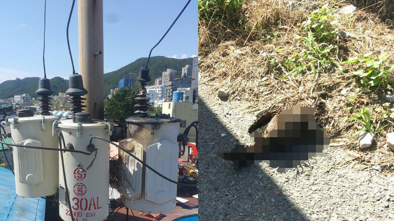 기사 대표 이미지:까마귀 때문에 해운대 2천가구 정전…승강기 갇힌 17명 구조