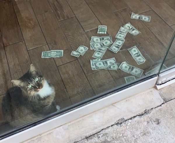 돈 모으는 고양이
