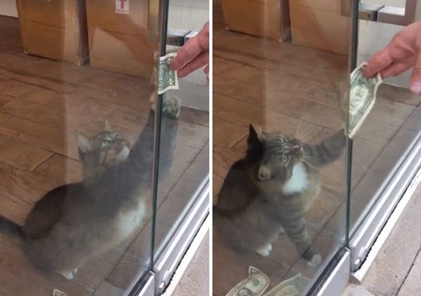 돈 모으는 고양이